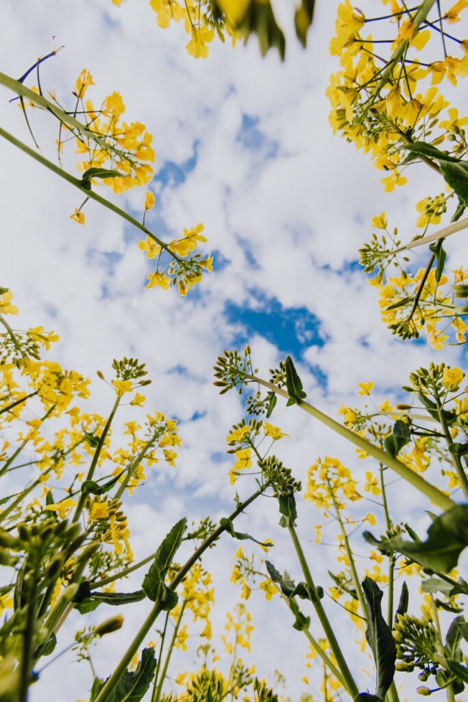 yellow wildflowers against cloudy sky