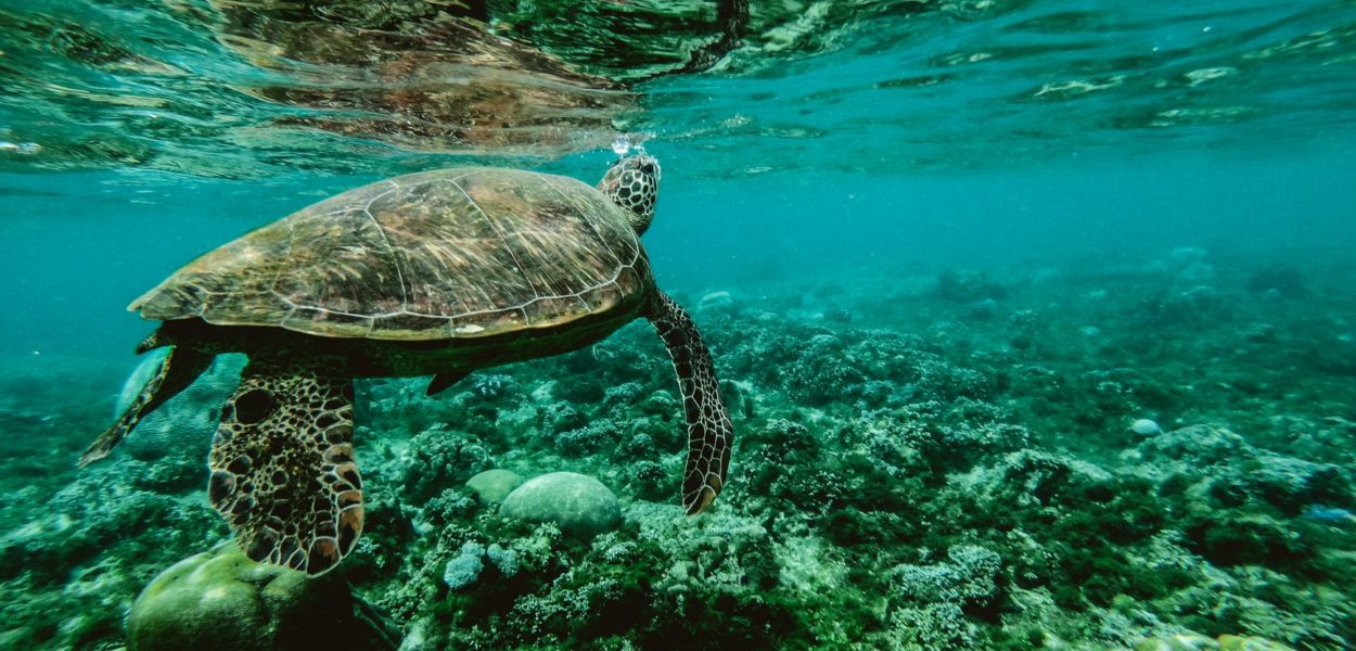 photo of a turtle swimming underwater